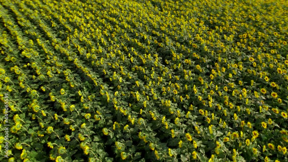 Bright yellow sunflower field, blooming oilseed flowers, harvest season, soft evening light. Flying over beautiful rural landscape. View from the top, drone video, 4k. Bright yellow sunflower field, blooming oilseed flowers, harvest season, soft evening light. Flying over beautiful rural landscape. View from the top, drone video, 4k.