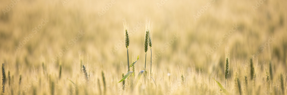 Field of wheat. Concept of farming and agriculture.