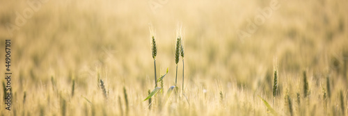 Field of wheat. Concept of farming and agriculture.