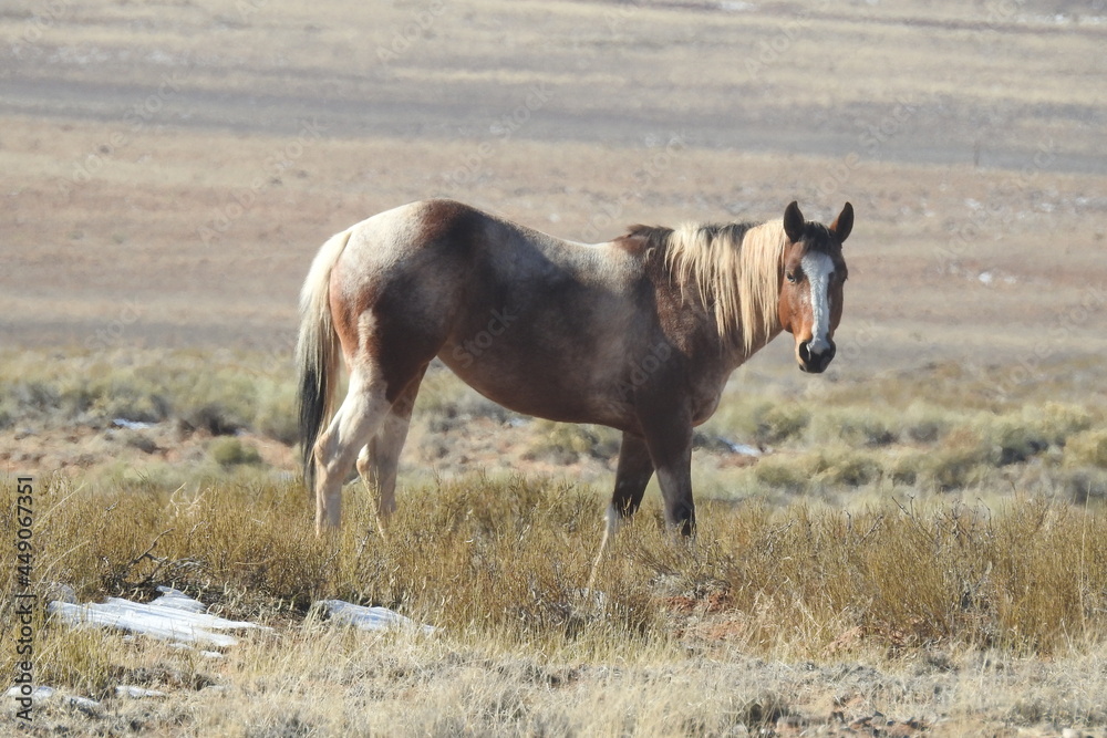 Obraz premium A wild horse enjoying a beautiful winter day in the northeastern Arizona desert. 