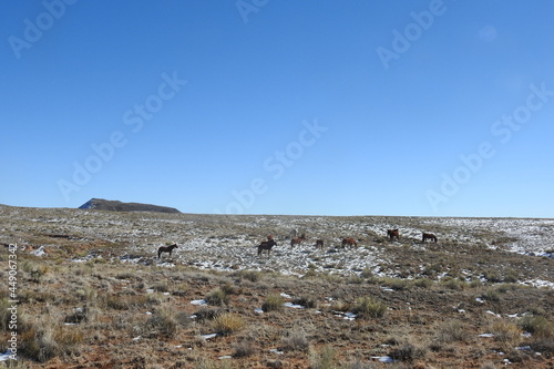 A herd of wild horses roaming the vast desert terrain in northeastern Arizona.