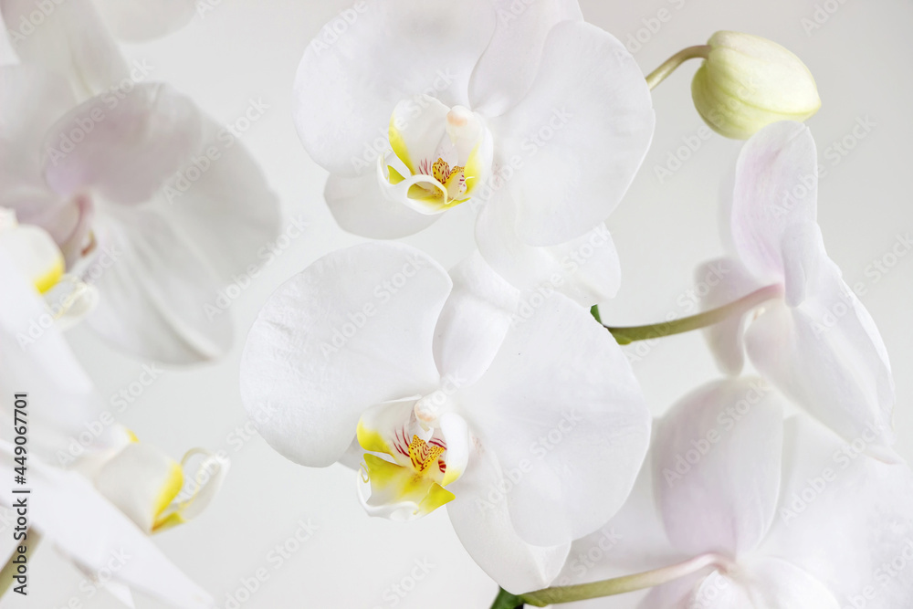 close up of blooming white orchid flower bouquet close up of blooming white orchid flower bouquet