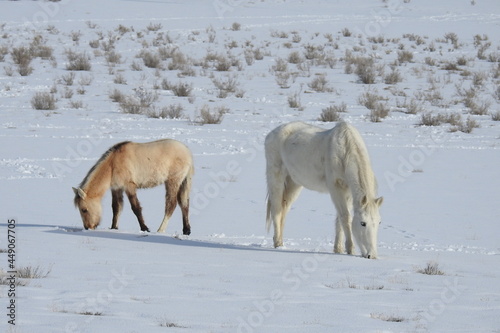 Fototapeta Naklejka Na Ścianę i Meble -  A mama wild horse and her little foal roaming the snow-covered desert of northeastern Arizona.