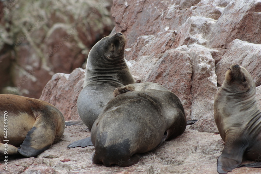 Obraz premium León marino descansando