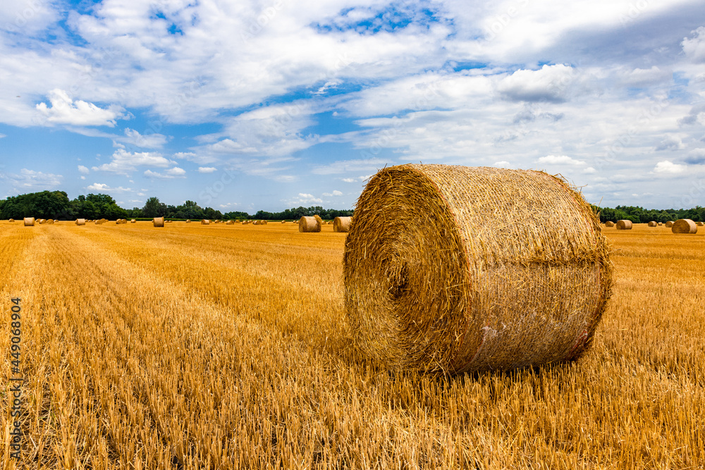 Round straw bales on farmland. Golden haybales hay bales in the field from farming on harvested field.