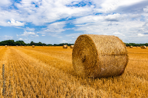 Round straw bales on farmland. Golden haybales hay bales in the field from farming on harvested field.