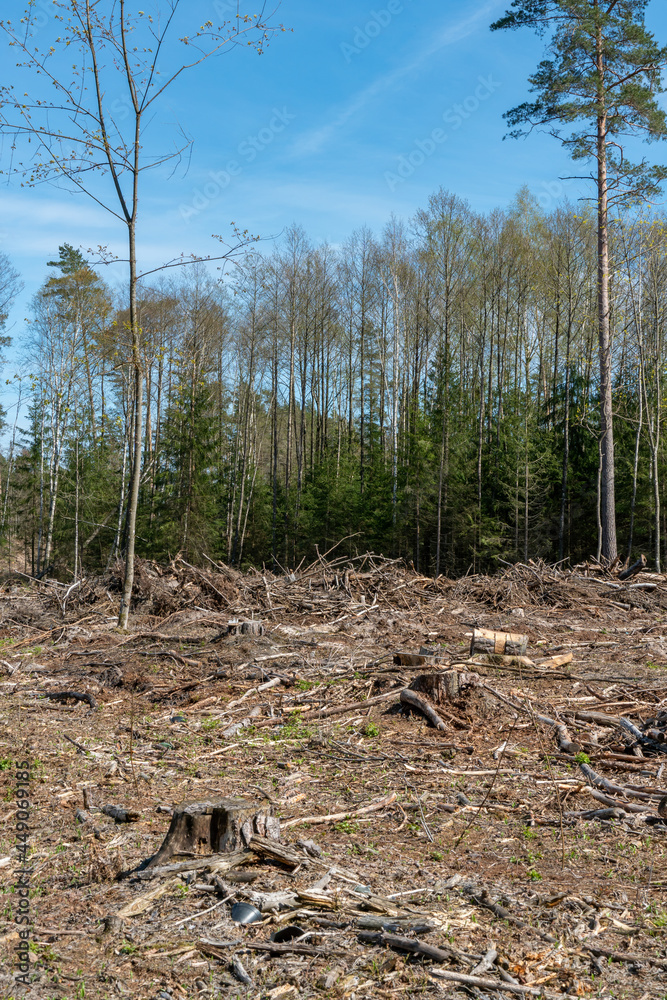 A large clearing with stumps after deforestation on the background of a beautiful blue sky. Deforestation in large quantities is harmful to the environment. The forest is the lungs of the planet. A large clearing with stumps after deforestation on the background of a beautiful blue sky. Deforestation in large quantities is harmful to the environment. The forest is the lungs of the planet.