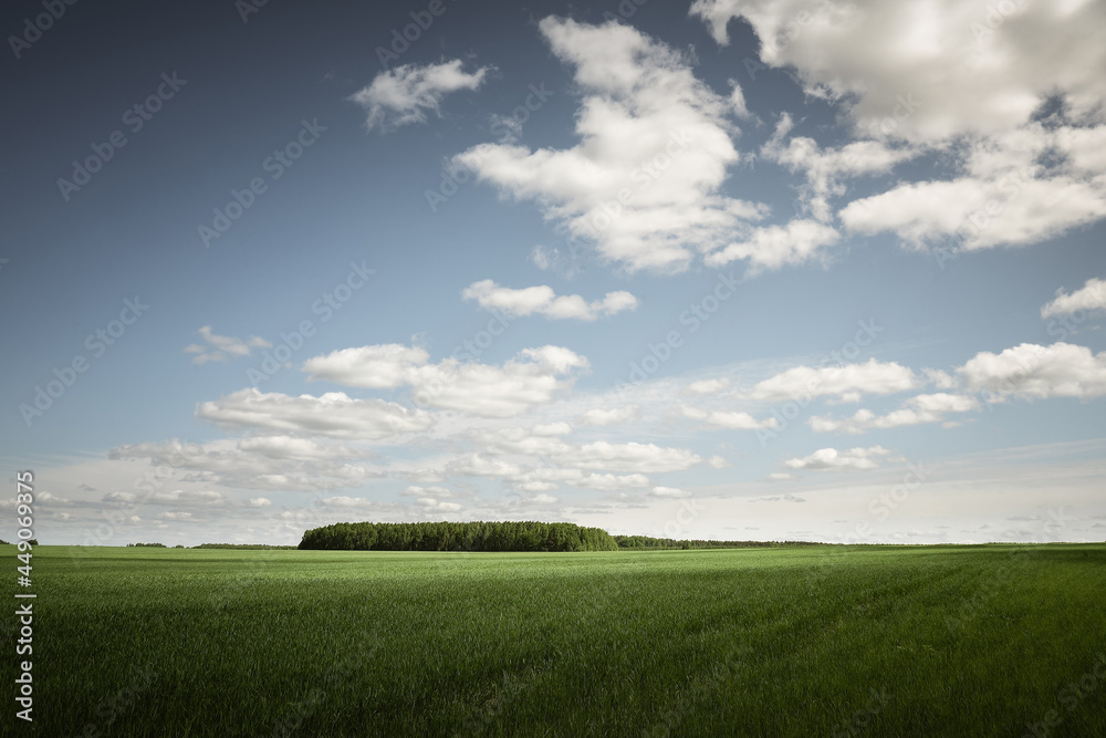 Fototapeta premium Green field meadow. Summer landscape.