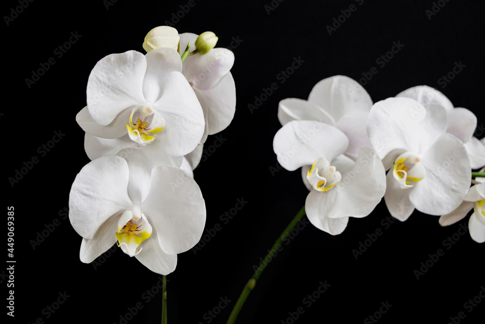 Obraz premium close up of white orchid flower bouquet on black background