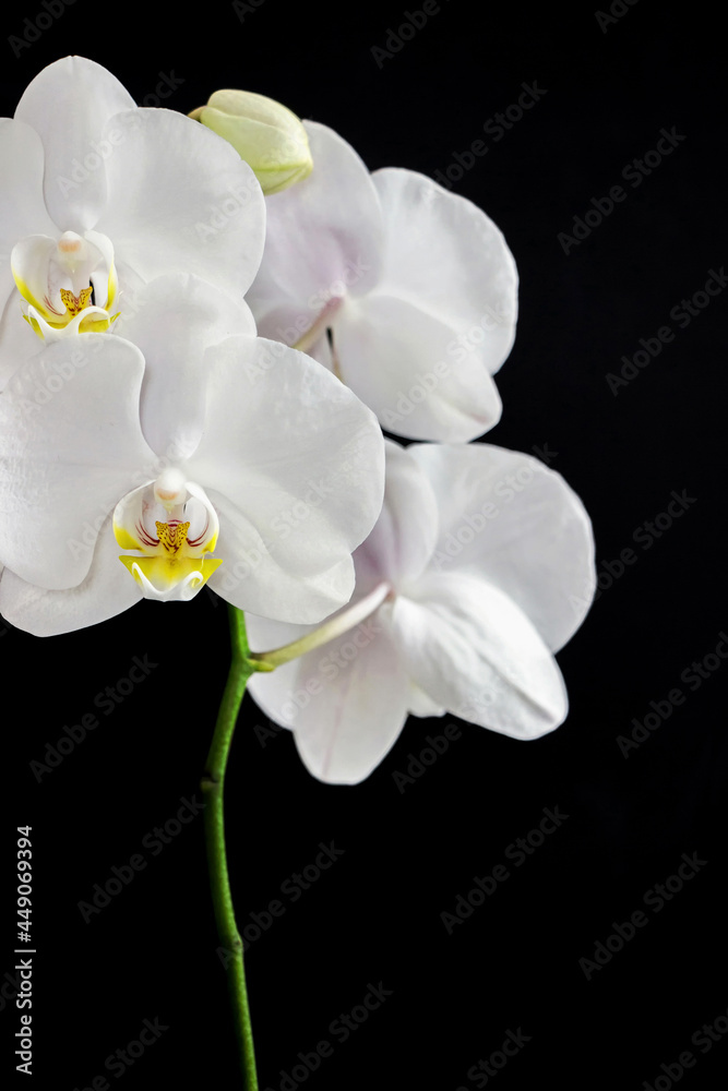 close up of white orchid flower bouquet on black background close up of white orchid flower bouquet on black background