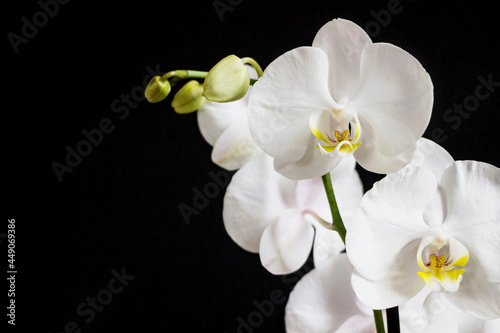 close up of white orchid flower bouquet on black background