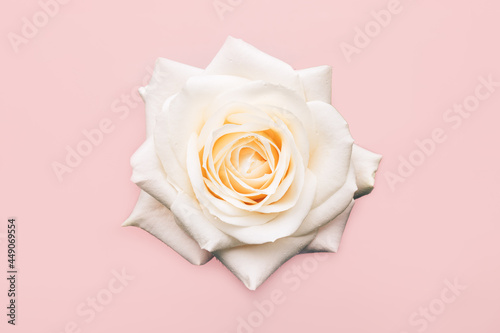 Beautiful big white rose