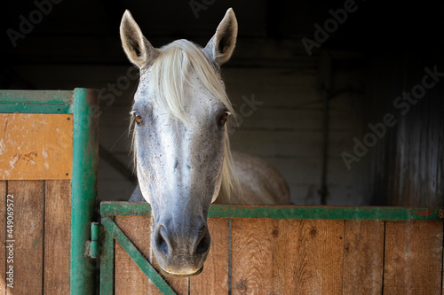 Horse in the stable. White horse portrait.