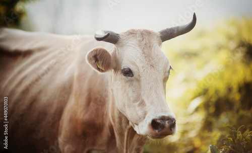 Portrait of a horned cow.