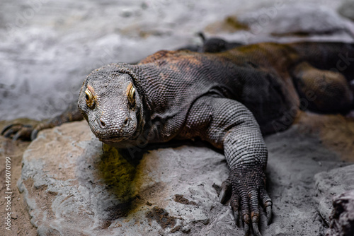 The Komodo dragon, also known as the Komodo monitor, is a member of the monitor lizard family Varanidae that is endemic to the Indonesian islands of Komodo, Rinca, Flores, and Gili Motang. photo