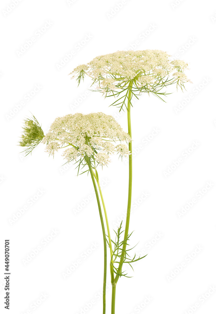Wild carrot or Daucus carota, flowers isolated on white background. Medicinal herbal plant. - obrazy, fototapety, plakaty 