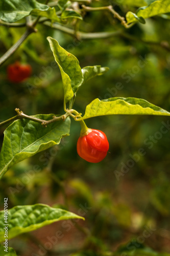 Papryka chili czerwona, owoc mały na roślinie w sadzie.