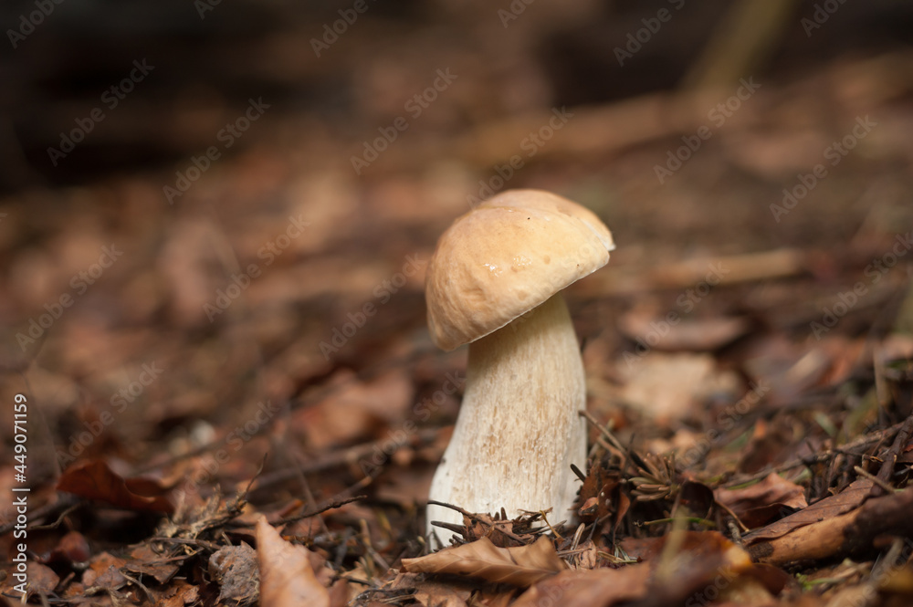 Boletus growing in the autumn forest Boletus growing in the autumn forest