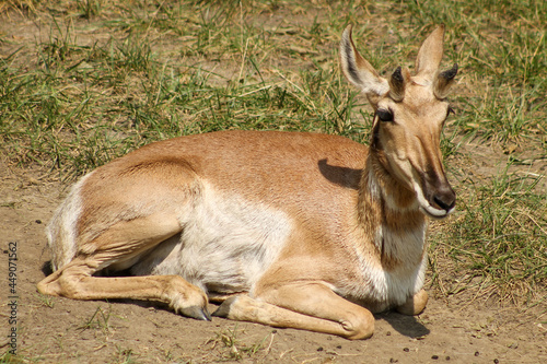 Pronghorn antelope 