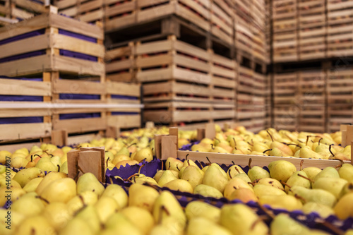 Fotografie Pears in crates ready for shipping. Cold storage interior.