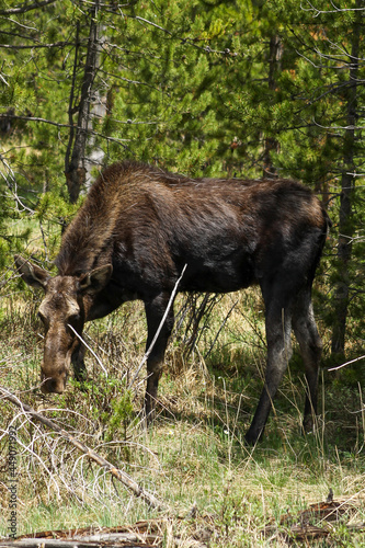 Moose in Rocky Mountain national park 