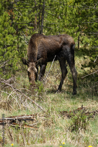 Moose in the woods