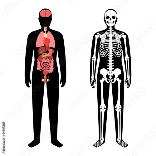 Organs and skeleton