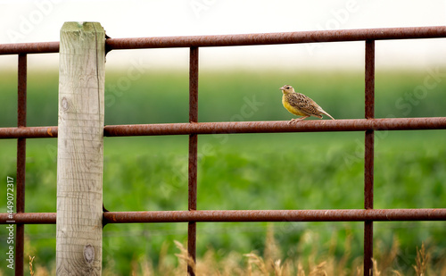 Western Meadowlark
