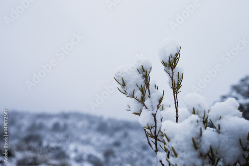 detail of a snowy plant