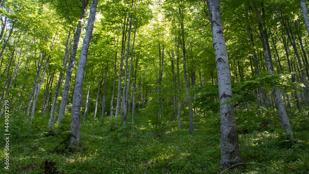 Forest, Suva Planina (The dry mountain), Serbia
Forest, Suva Planina (The dry mountain), Serbia