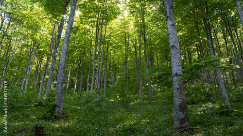 Forest, Suva Planina (The dry mountain), Serbia

