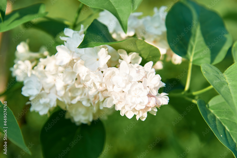White Lilac shrub flowers blooming in spring garden. Common lilac Syringa vulgaris bush. Close-up with soft focus of a branch on a lilac tree. Selective focus. White Lilac shrub flowers blooming in spring garden. Common lilac Syringa vulgaris bush. Close-up with soft focus of a branch on a lilac tree. Selective focus.
