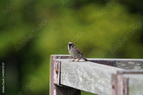 sparrow in the forest