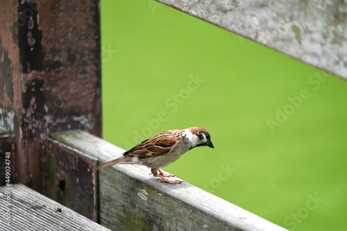 sparrow in the forest