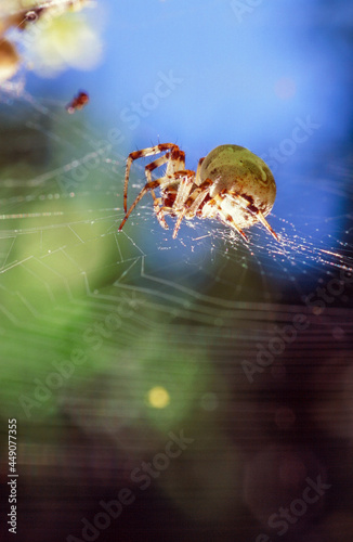 Spider Web with Spider Perched on Top Hunting for Food
