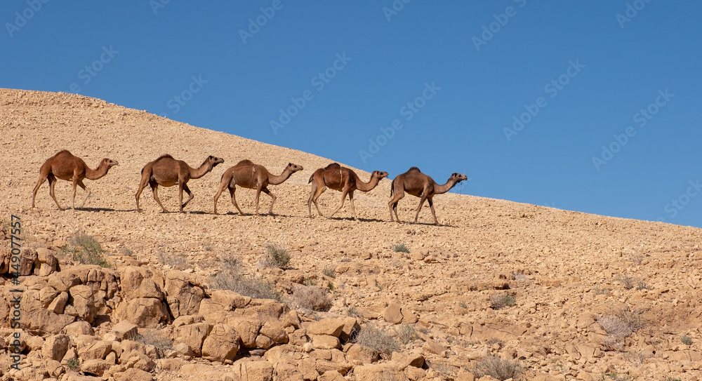 A group of wild camels on their way in the remote desert region. A group of wild camels on their way in the remote desert region.