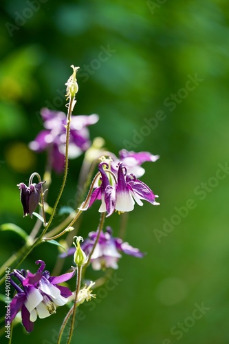 Gemeine Akelei - Aquilegia vulgaris