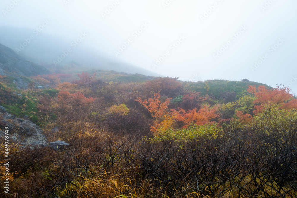栃木県那須郡那須町の那須岳に霧の中で紅葉を見るために登山している風景 A view of climbing Mt. Nasu in Nasu-machi, Nasu-gun, Tochigi Prefecture, to see the autumn leaves in the fog.