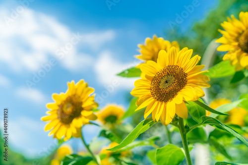 sunflower in the field
