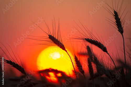 silhouette of wheat ears after sunset closeup