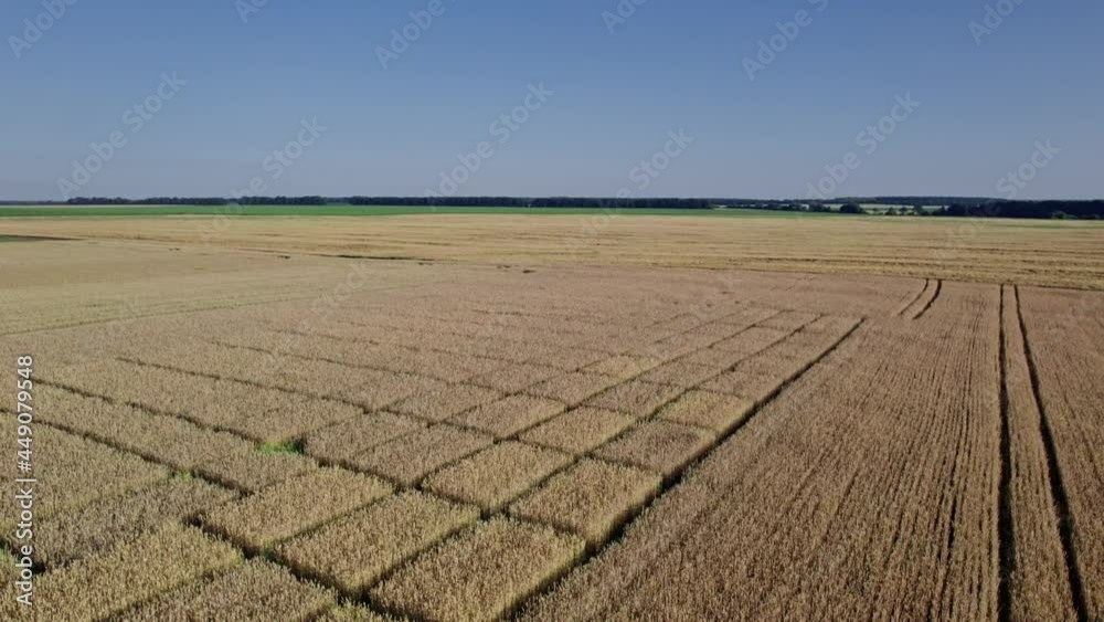 Flying Over Beautiful Natural Wheat field Flying Over Beautiful Natural Wheat field