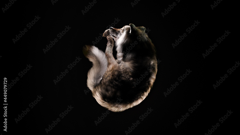 A sleeping wolf, curled up, against a dark background, shot from above, 3D illustration. A sleeping wolf, curled up, against a dark background, shot from above, 3D illustration.