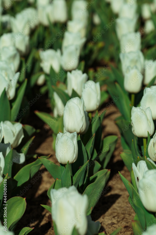 Spring background with white tulips flowers. beautiful blossom tulips field. spring time. banner, copy space