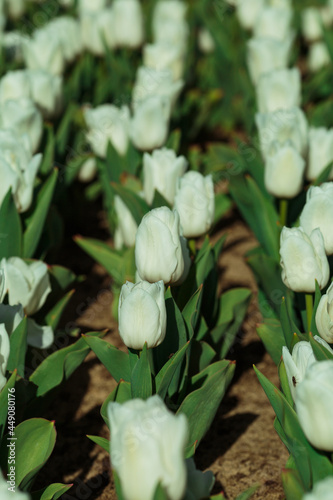 Obraz na płótnie Spring background with white tulips flowers. beautiful blossom tulips field. spring time. banner, copy space w salonie