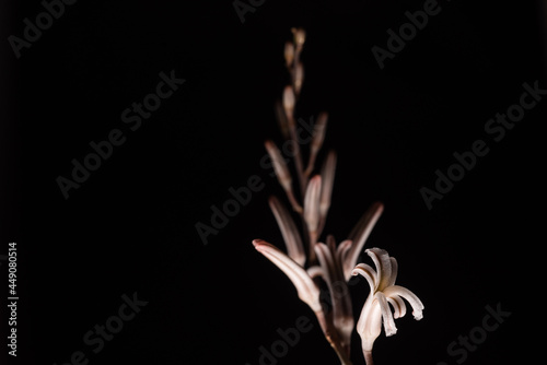 Beautiful macro close up portrait of succulent plant flower