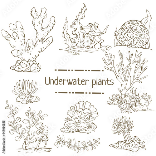 Set of hand drawn seaweed isolated on white.