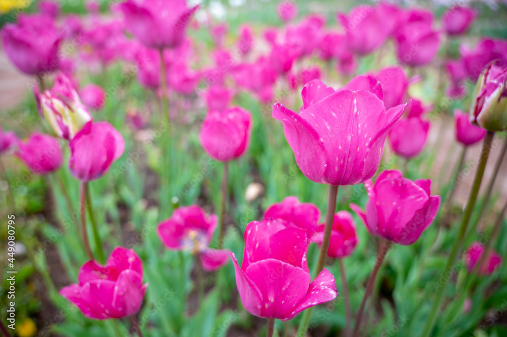 pink tulips in the garden