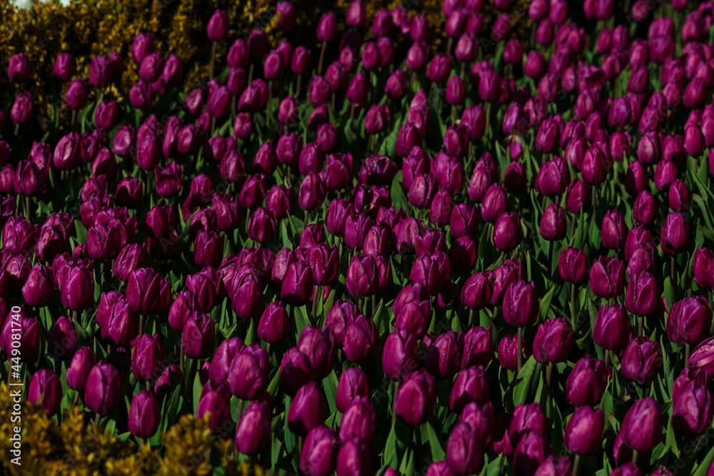 Spring background with purple tulips flowers. beautiful blossom tulips field. spring time. banner, copy space