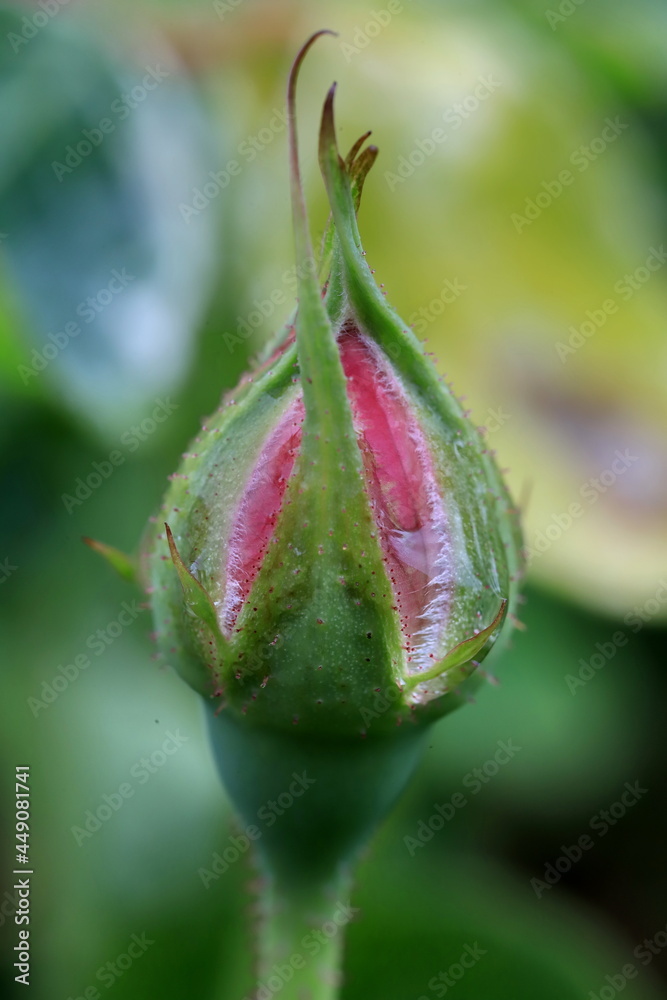close up of a bud of rose close up of a bud of rose