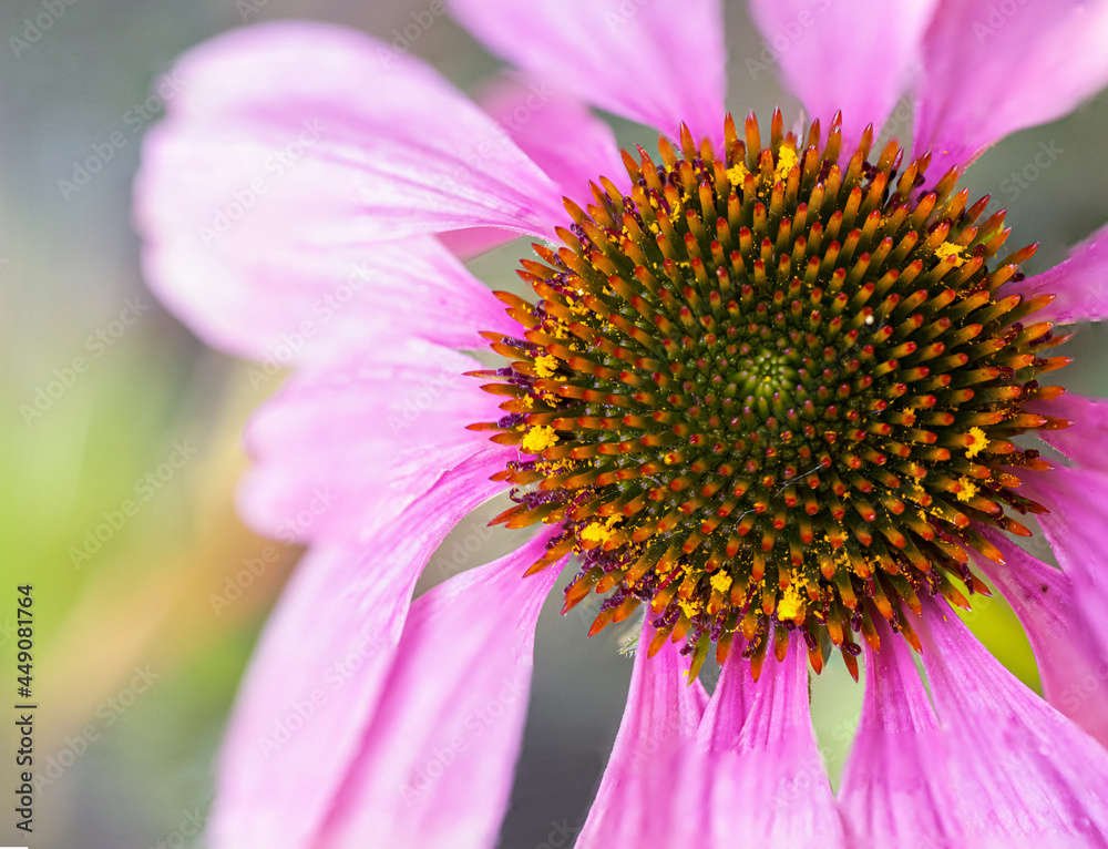Macro photography of Echinacea purpurea 'Primadonna' in the garden in summer Macro photography of Echinacea purpurea 'Primadonna' in the garden in summer